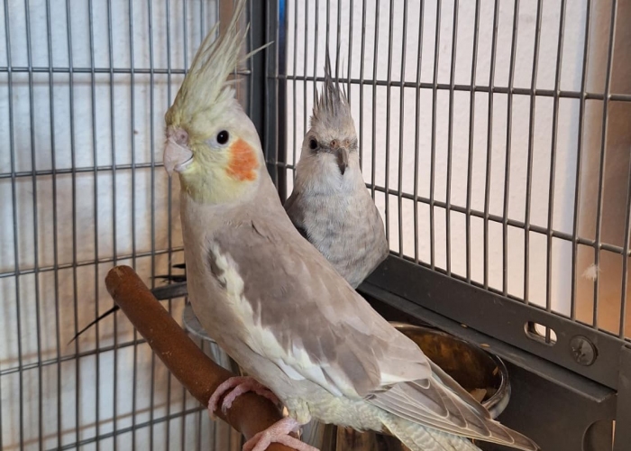 Vogel, Nymphensittich, July und Kookee, Tierheim Burgdorf