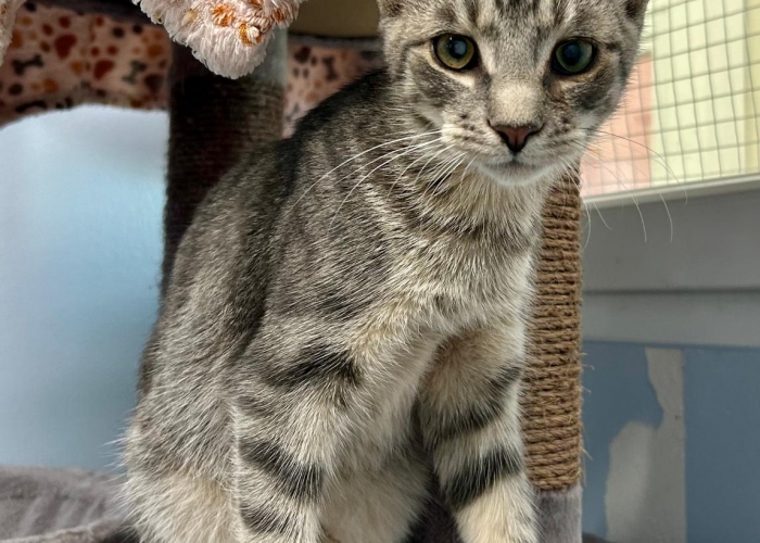 Katze, EKH, Cain und Caspar, Tierheim Burgdorf