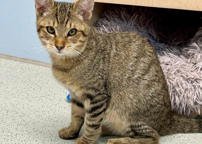 EKH-Katze, Cain und Caspar, Tierheim Burgdorf