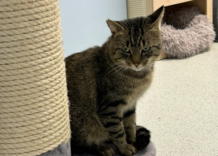 Katze, EKH, Jochen, Tierheim Burgdorf