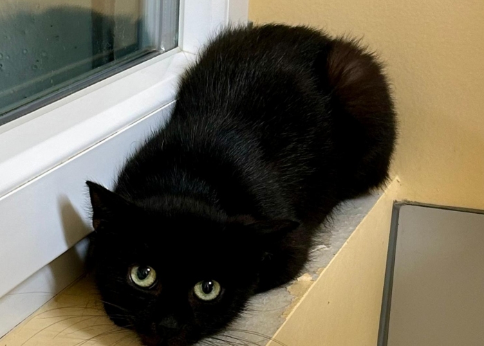 Katze, EKH, Onigiri, Tierheim Burgdorf