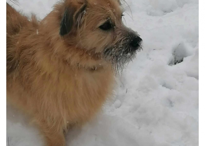 Mischling-Hund, Teddy, Tierheim Burgdorf