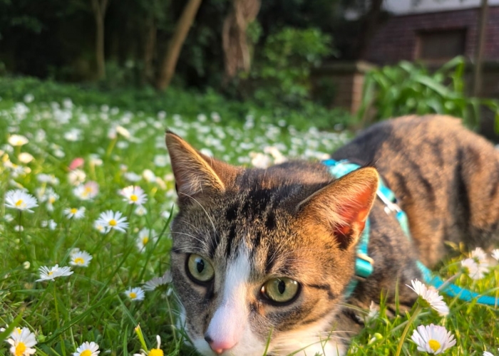 Katze, EKH, Carlo, Tierheim Burgdorf