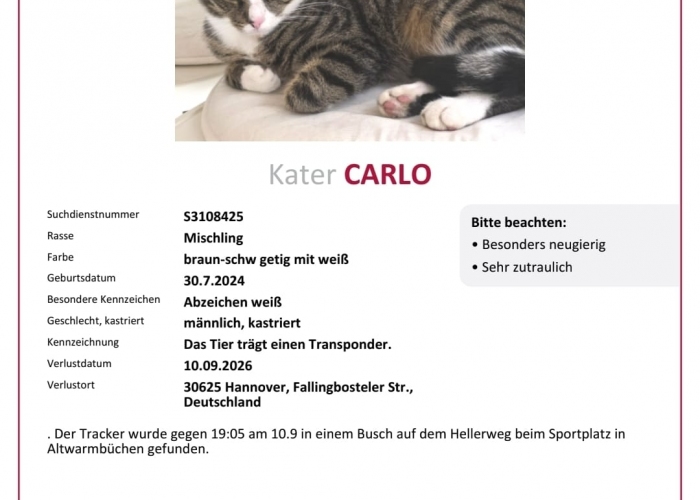EKH-Katze, Carlo, Tierheim Burgdorf