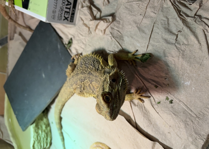 Sonstiges, Bartagamen, Jewel und Timon, Tierheim Burgdorf