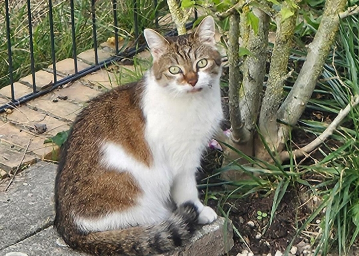 Katze, EKH Mix, Fruity, Tierheim Burgdorf