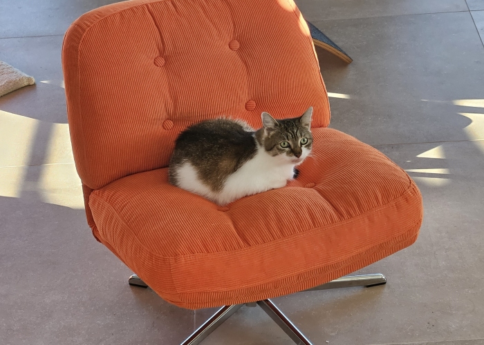 EKH Mix-Katze, Fruity, Tierheim Burgdorf