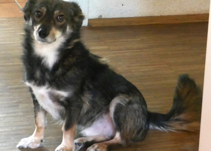 Hund, Mischling, Jack, Tierheim Burgdorf