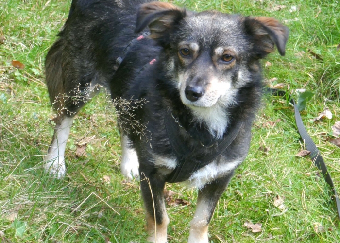 Mischling-Hund, Jack, Tierheim Burgdorf