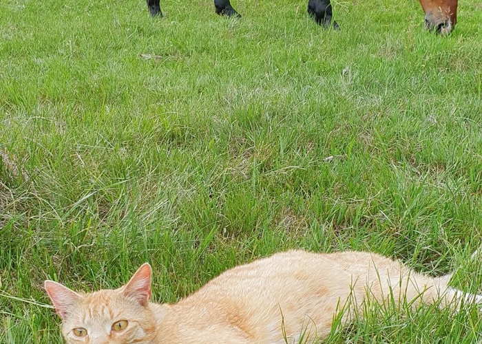 EKH-Katze, Rudi, Tierheim Burgdorf