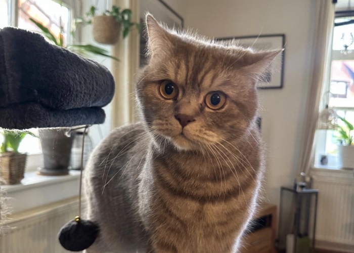 Katze, BKH, Saylem, Tierheim Burgdorf
