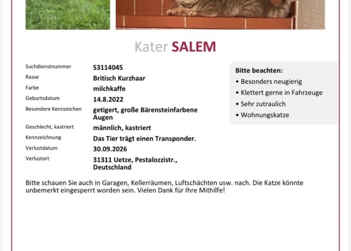 BKH-Katze, Saylem, Tierheim Burgdorf
