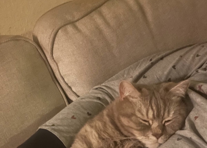 BKH-Katze, Saylem, Tierheim Burgdorf