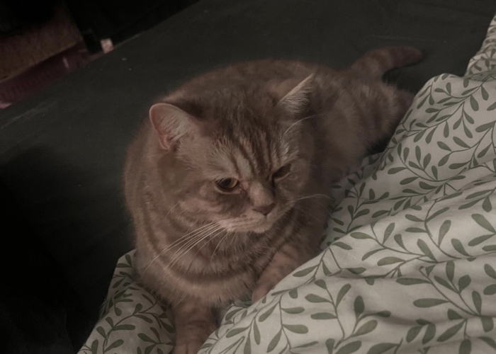 BKH-Katze, Saylem, Tierheim Burgdorf