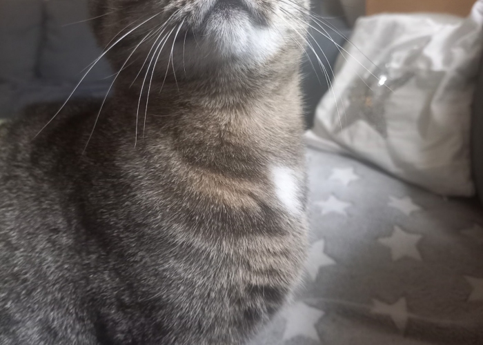 EKH-Katze, Minou, Tierheim Burgdorf