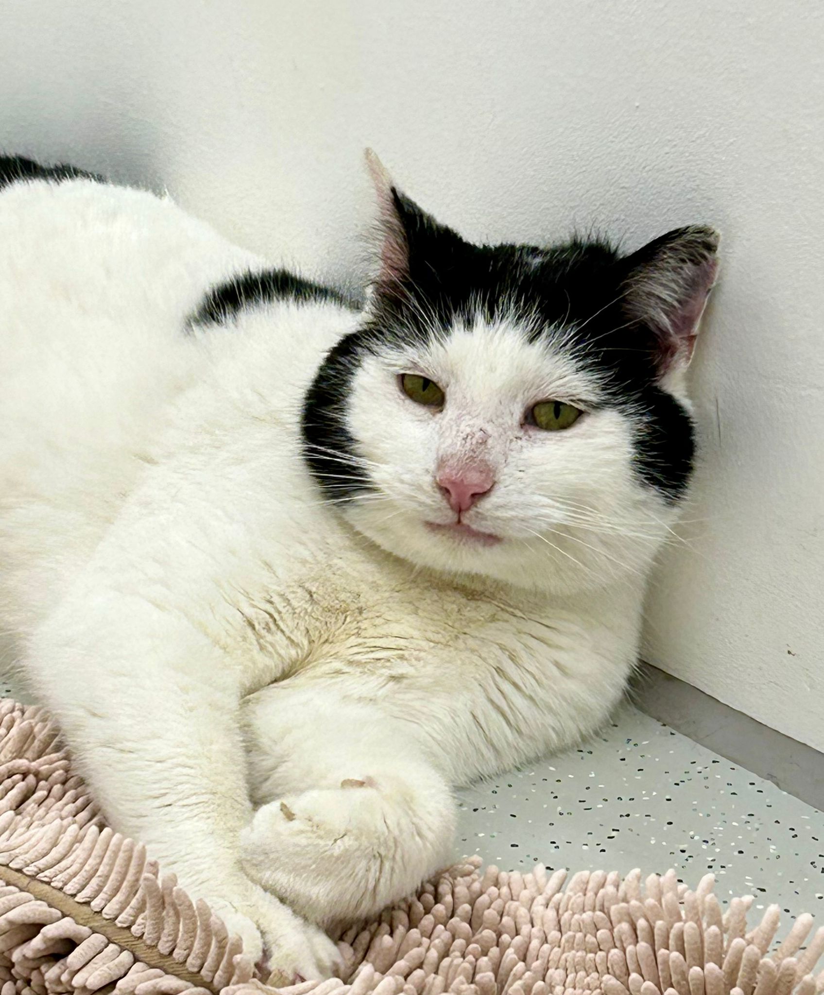 Katze, EKH, Headset Henry, Tierheim Burgdorf