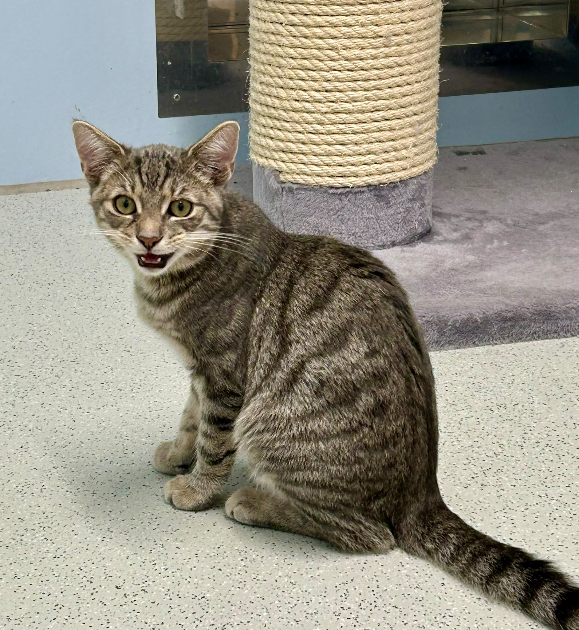 Katze, EKH, Calimero, Tierheim Burgdorf