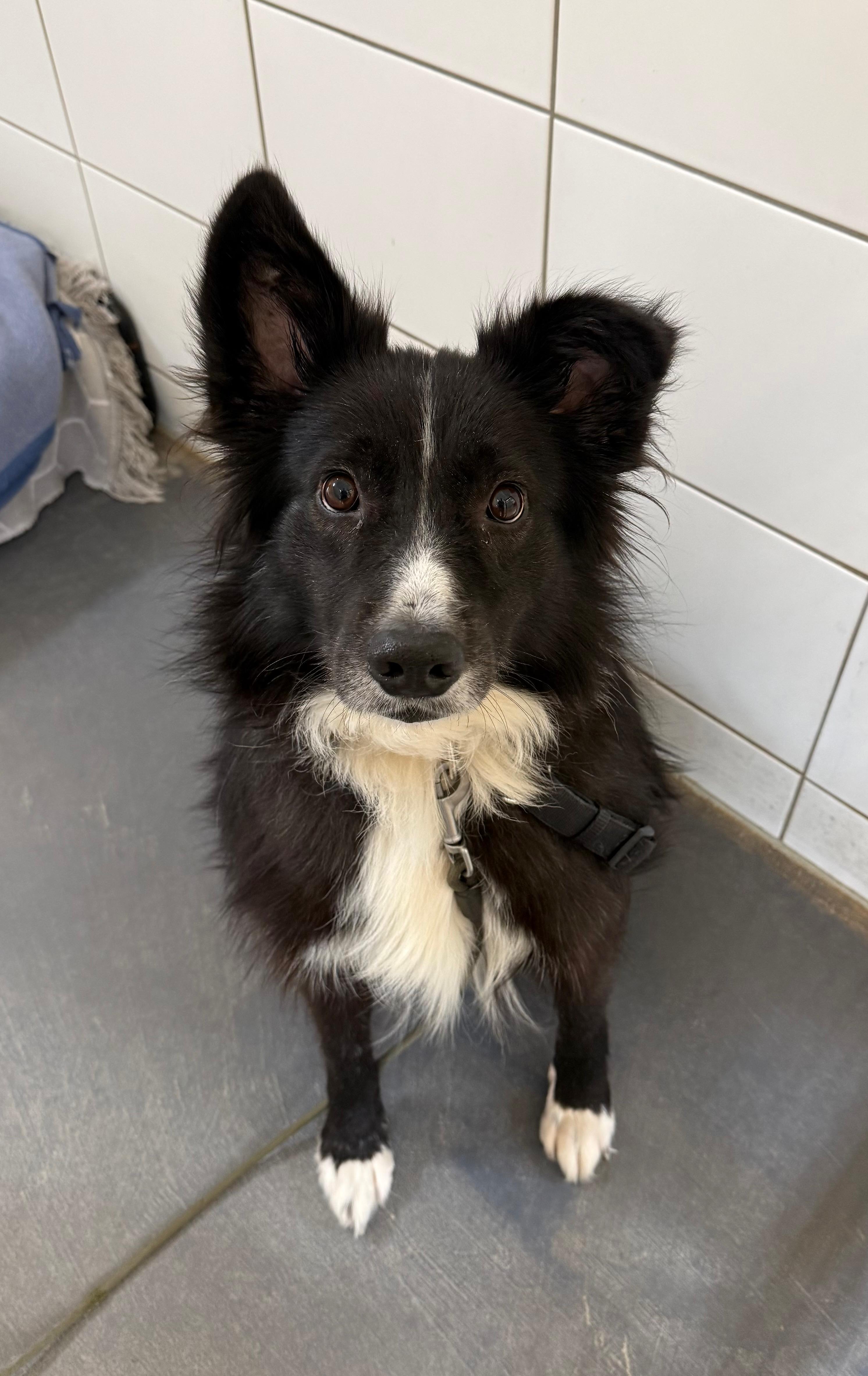 Hund, Border Collie-Mischling, Angie, Tierheim Burgdorf