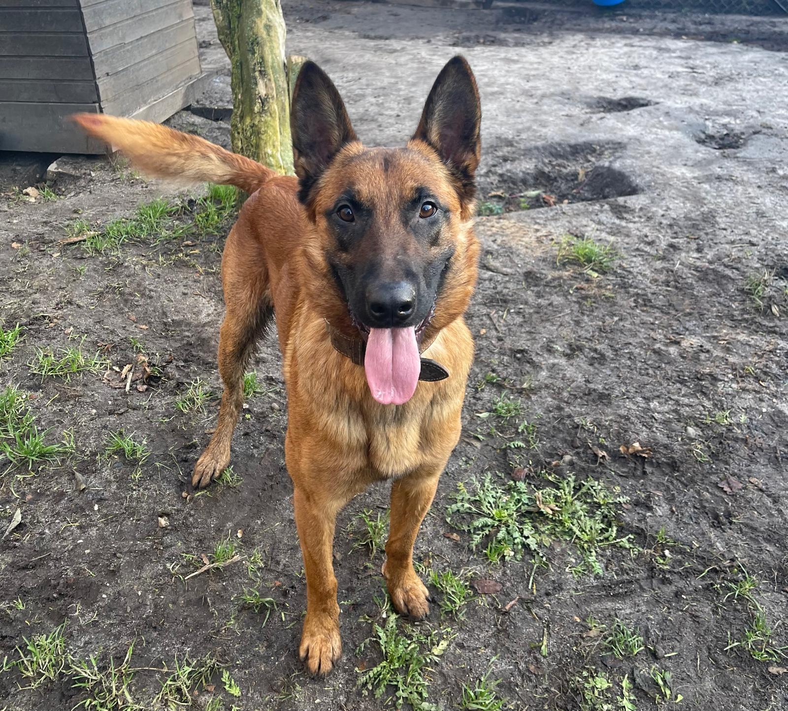 Hund, Malinois, Beelzebub(i), Tierheim Burgdorf