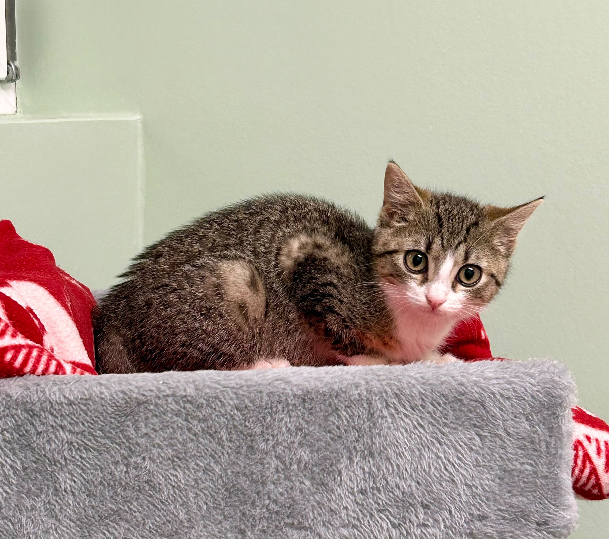 Katze, EKH, Chili + Jane, Tierheim Burgdorf