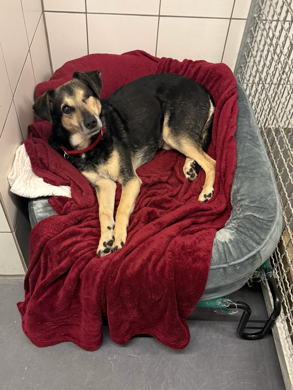 Hund, Pinscher(?)-Mischling, Flemming, Tierheim Burgdorf