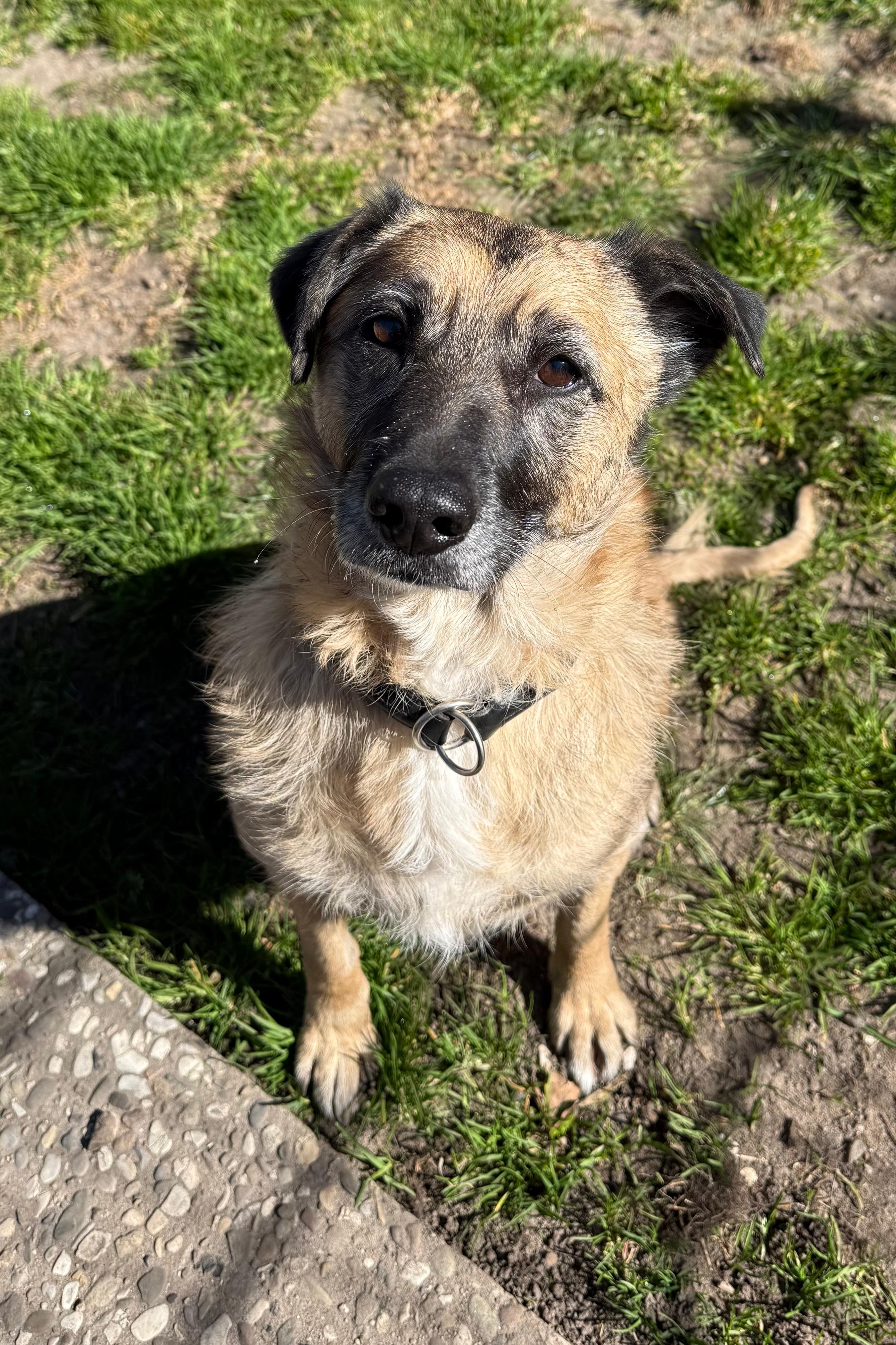 Hund, Rumänischer Edelmix, Hannah, Tierheim Burgdorf