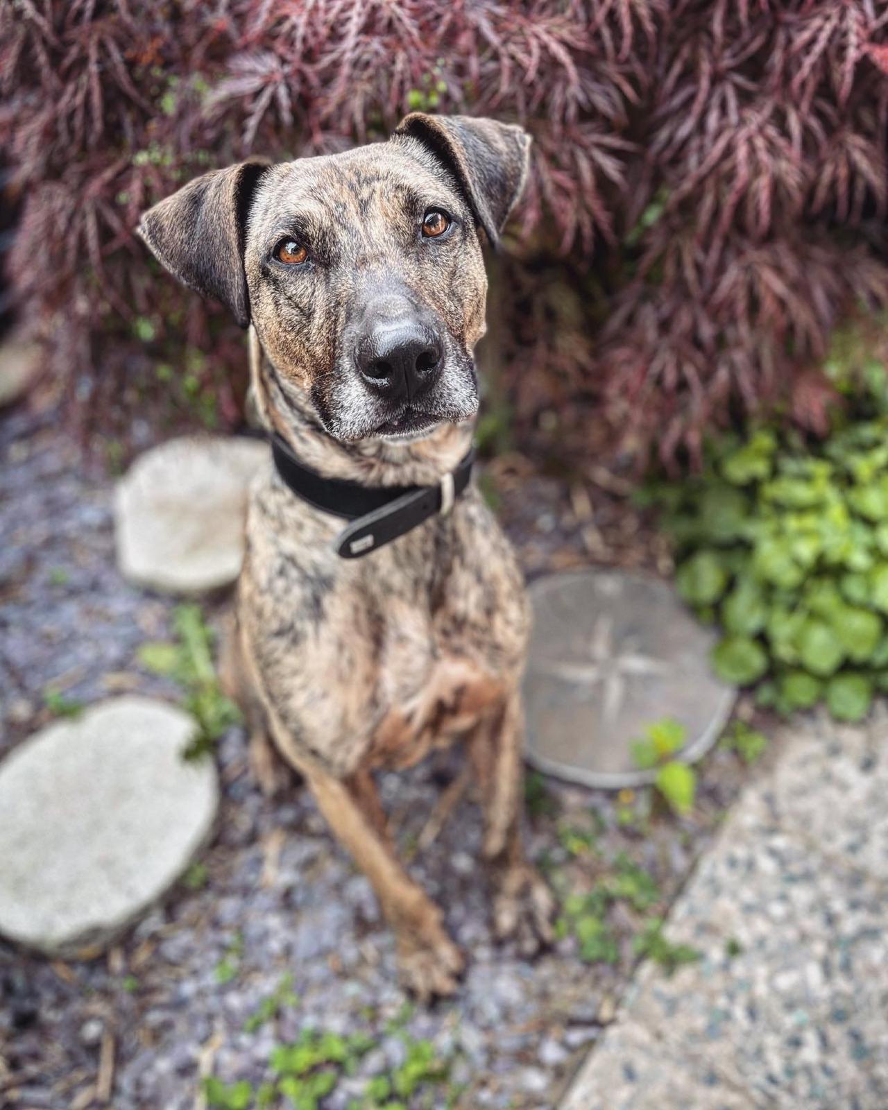 Hund, Bardino-Galgo-Mischling, Jax, Tierheim Burgdorf