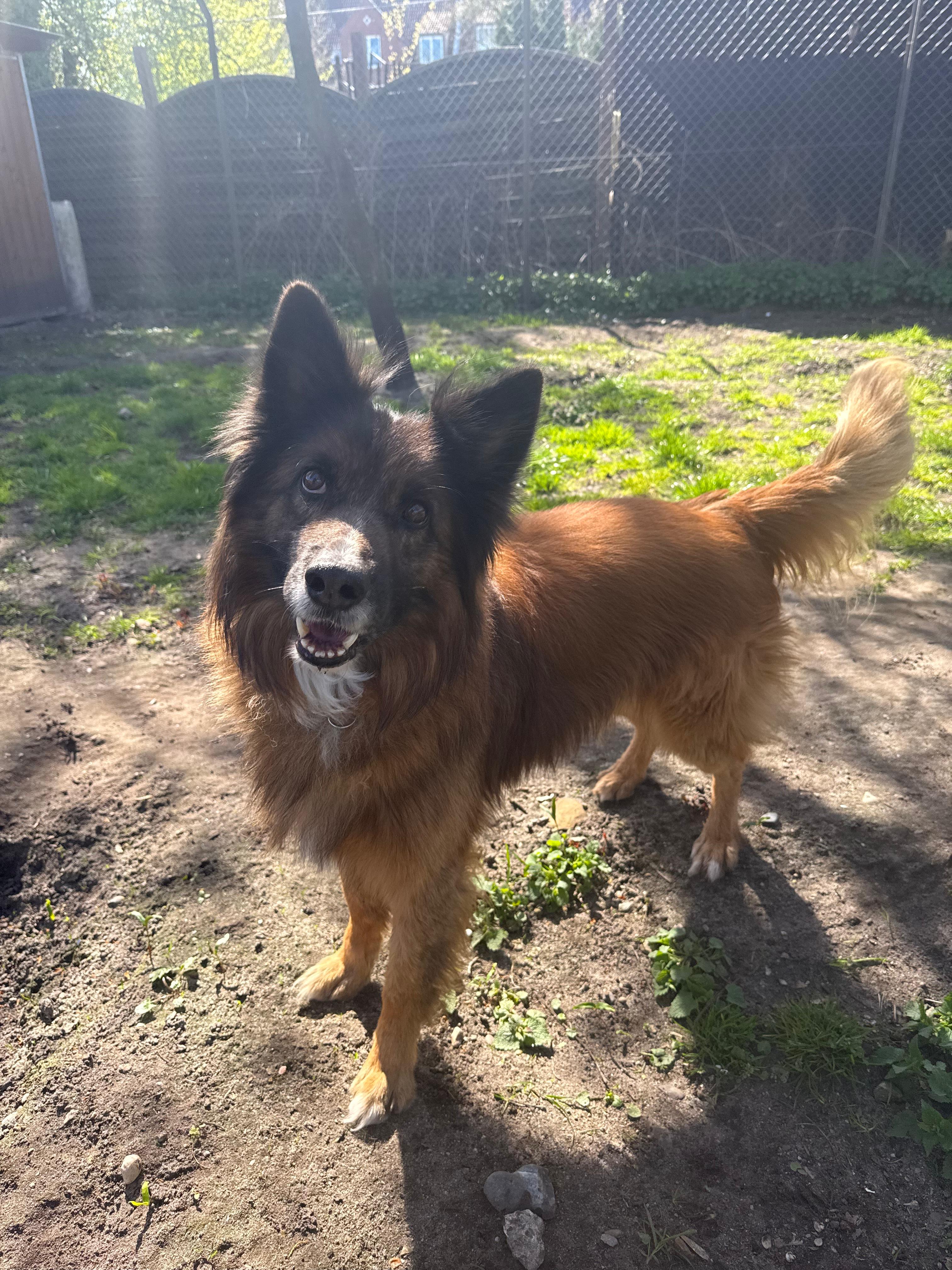 Hund, Tervueren Mix, Pablo, Tierheim Burgdorf