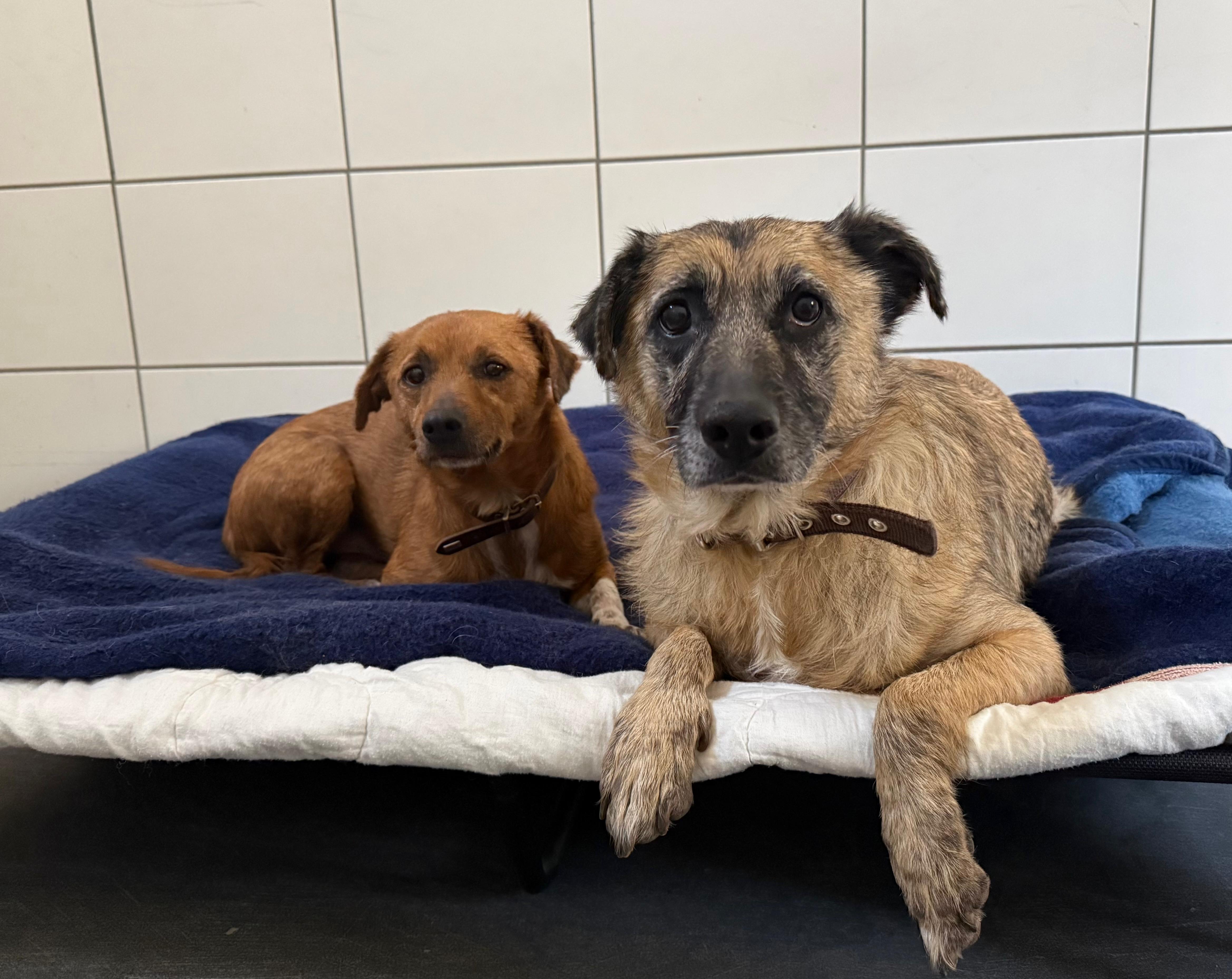 Hund, Terrier-Mischling, Paule, Tierheim Burgdorf