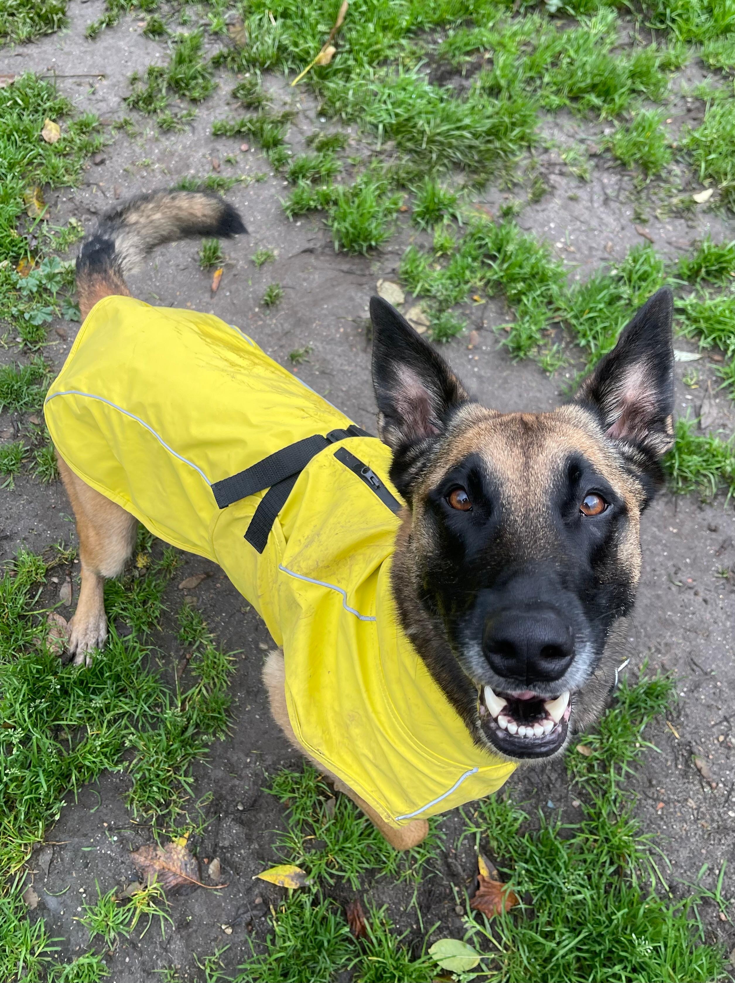 Hund, Malinois, Rocco, Tierheim Burgdorf