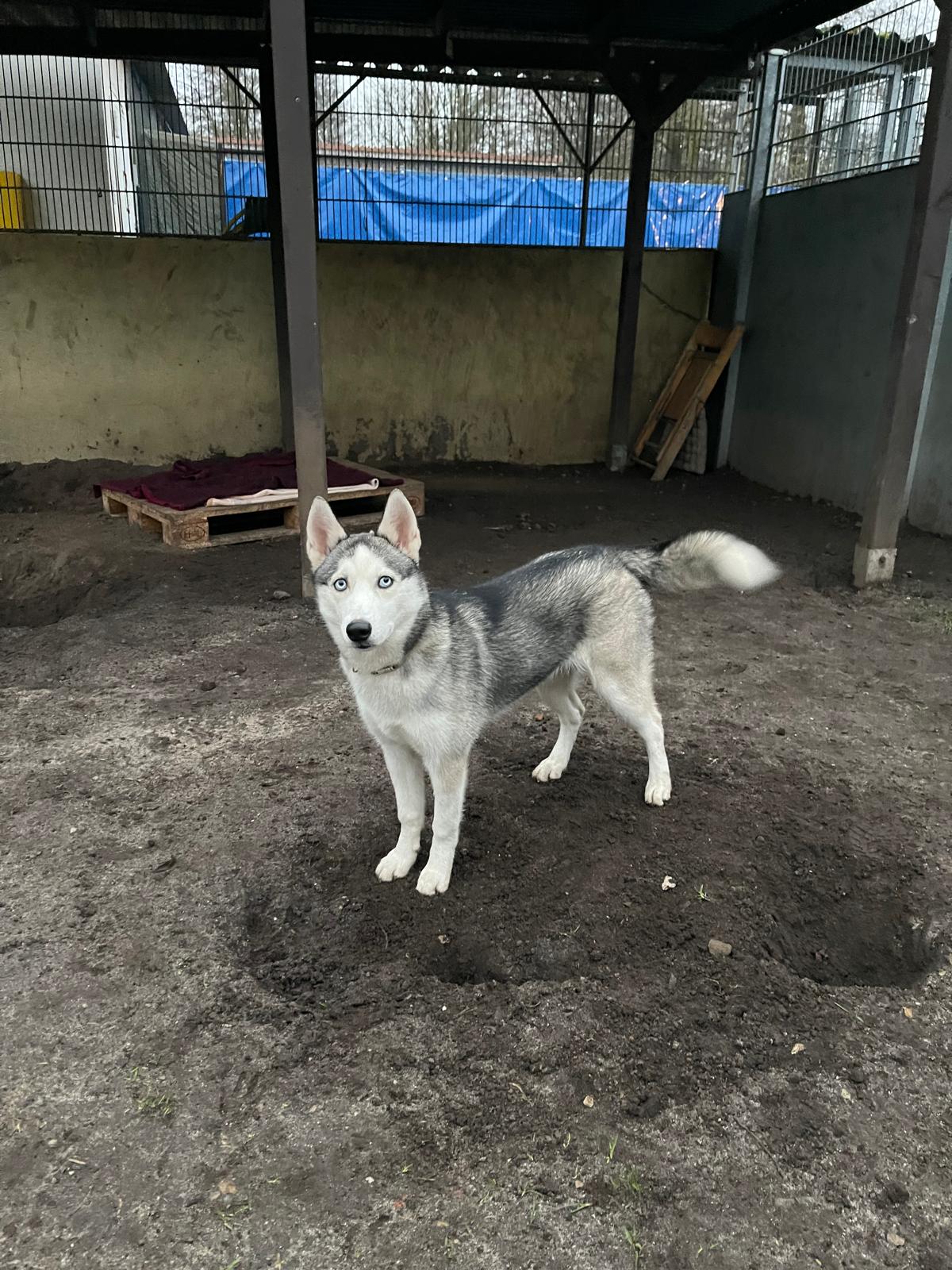 Hund, Husky, Salva, Tierheim Burgdorf