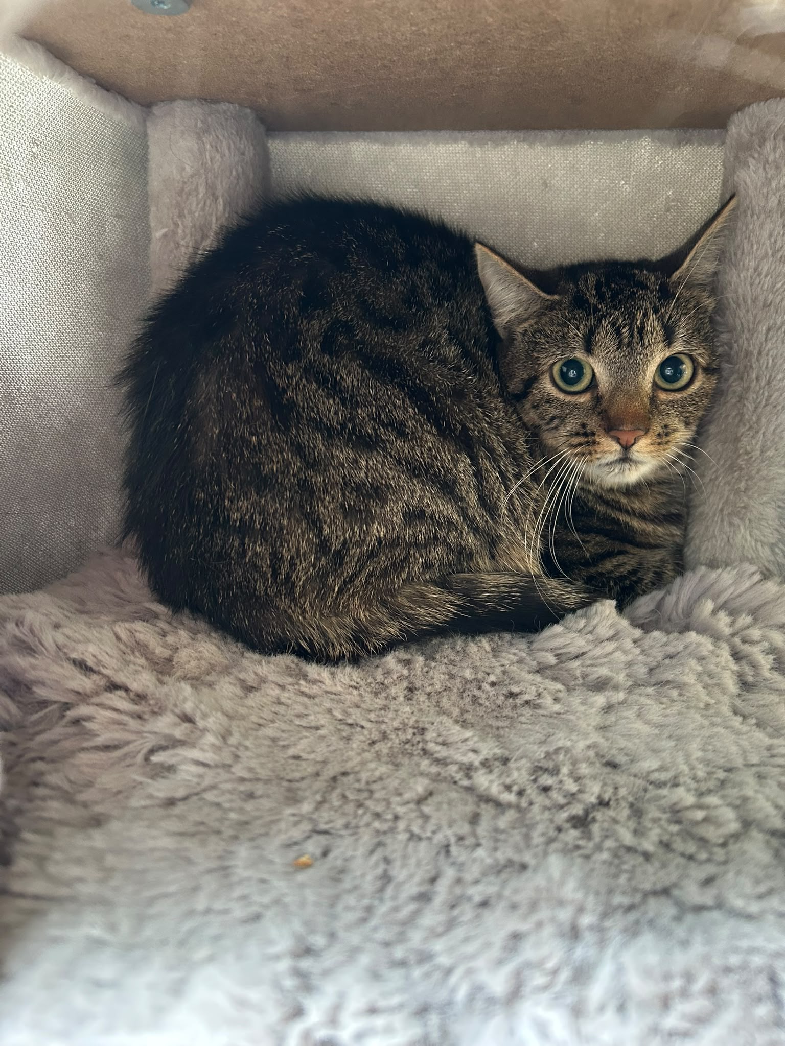 Katze, EKH, Vivaro, Tierheim Burgdorf