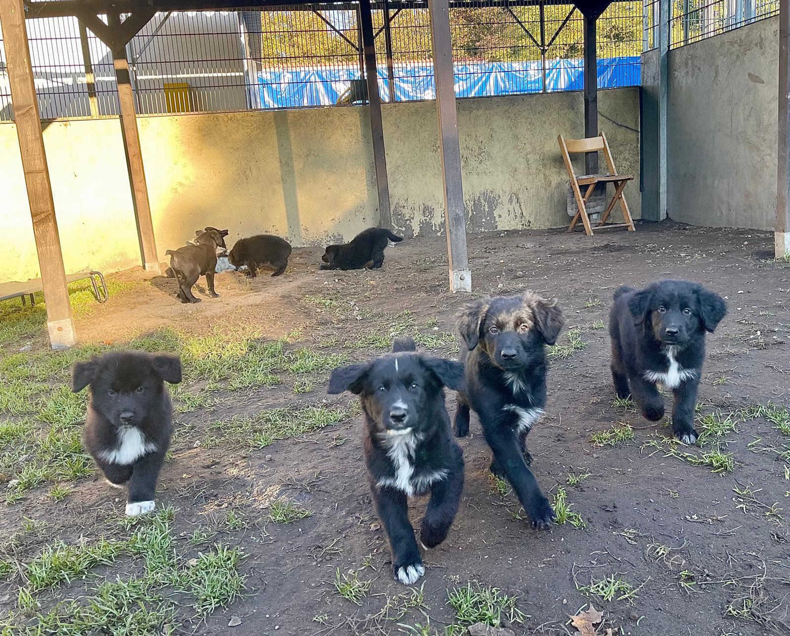 Hund, Dt. Kurzhaar-Bernersennen-Mix * Schweizer Schäferhund, Welpen, Tierheim Burgdorf