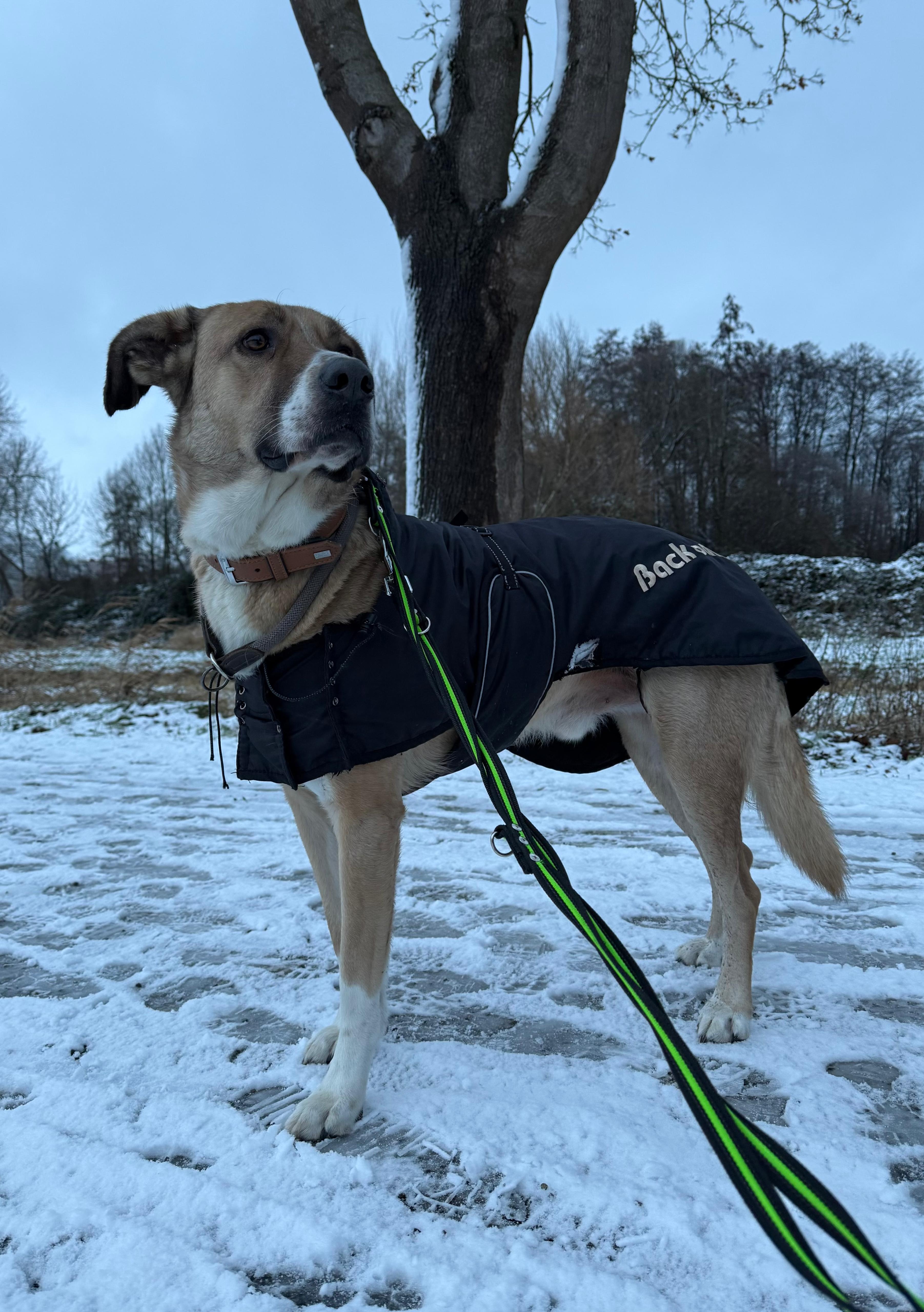 Hund, Kangal-Mischling, Willy Wonka , Tierheim Burgdorf