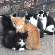 Katzen Bauernhof