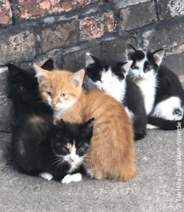 Katzen Bauernhof
