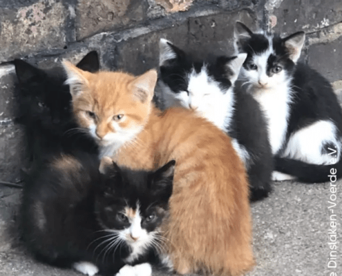 Katzen Bauernhof