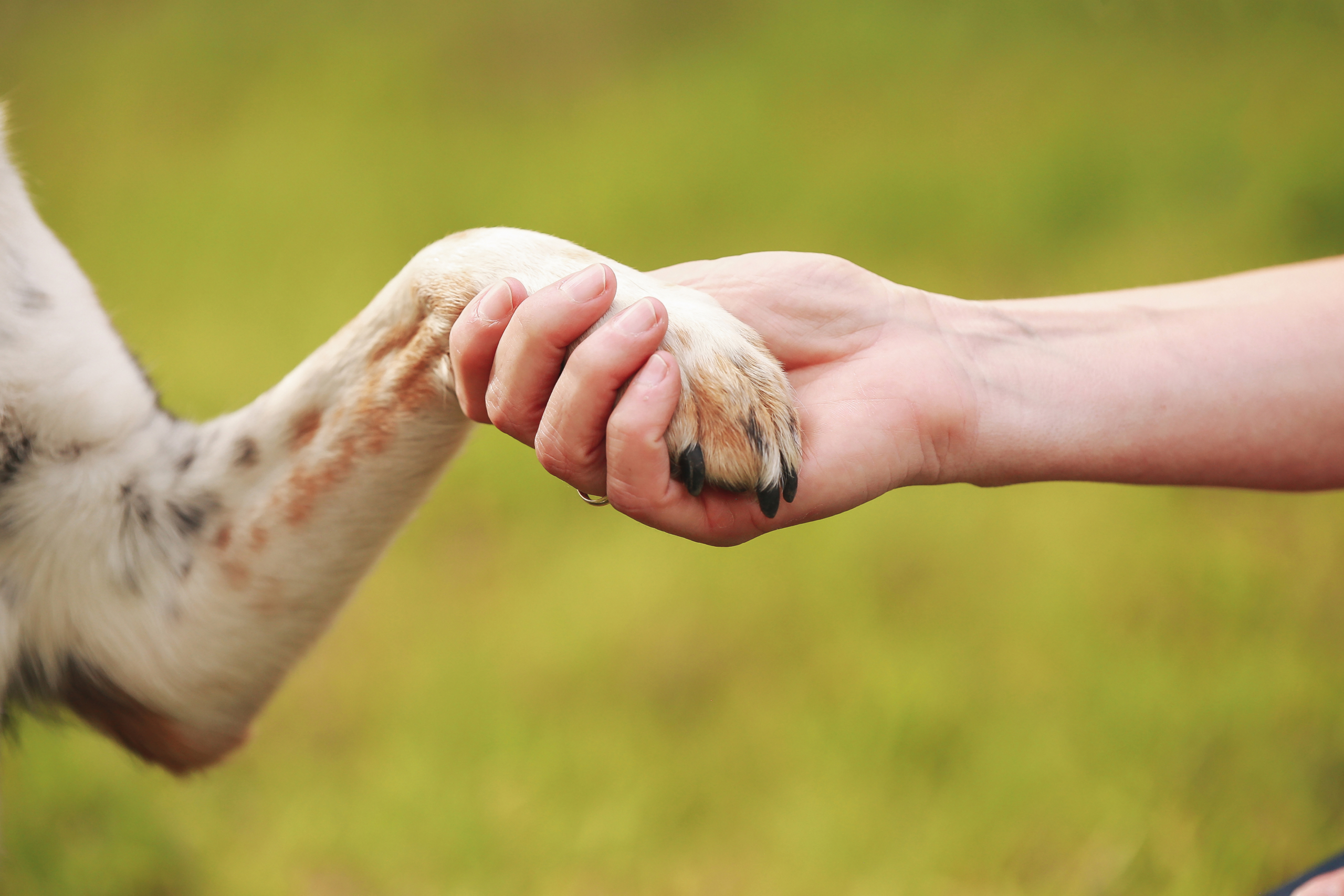 Tierheim Hund reicht Menschen die Pfote