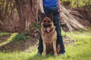 Schäferhund sitzt